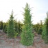 Taxus baccata 200-225 cm